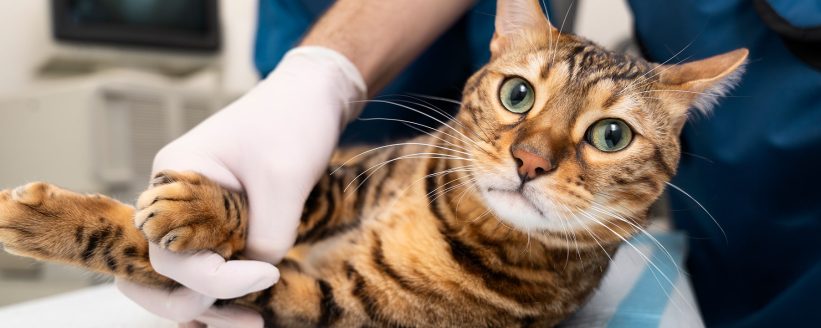 img-postgrid7 img-postgrid7